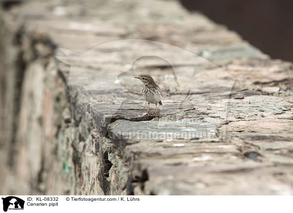 Kanarenpieper / Canarian pipit / KL-08332