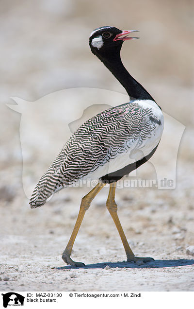 Gackeltrappe / black bustard / MAZ-03130