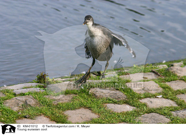 junges Blsshuhn / Young eurasian coot / KM-01012