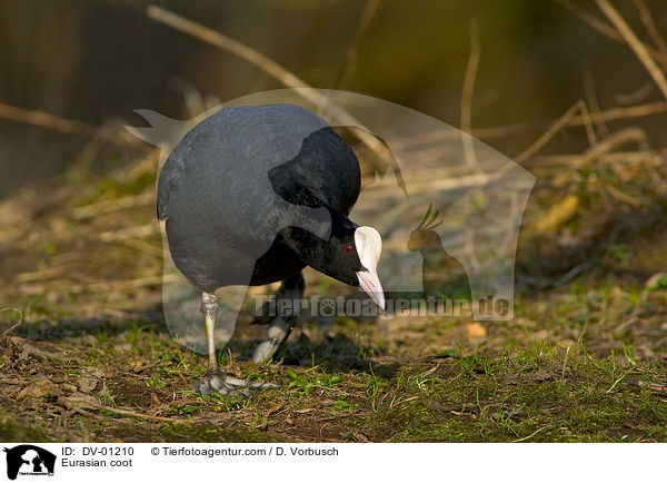 Blsshuhn / Eurasian coot / DV-01210