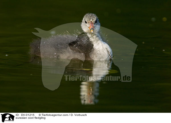 Blsshuhn Kken / eurasian coot fledgling / DV-01215