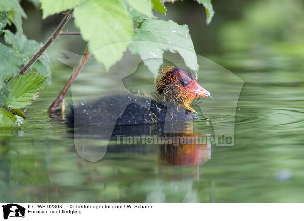 Blsshuhn Kken / Eurasian coot fledgling / WS-02303