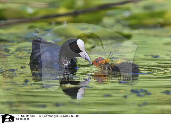 Blsshuhn / black coot / SO-01533