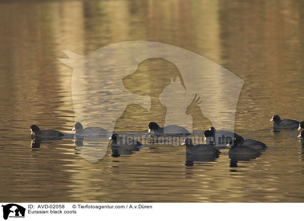 Blsshhner / Eurasian black coots / AVD-02058