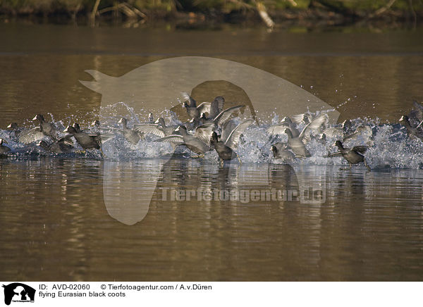 startende Blsshhner / flying Eurasian black coots / AVD-02060