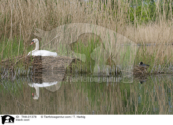 Blsshuhn / black coot / THA-01378