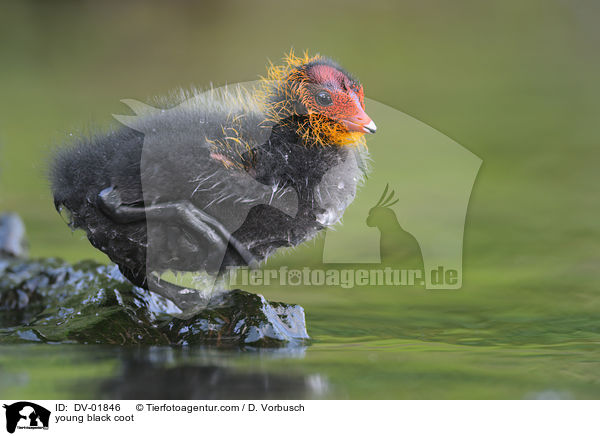 young black coot / DV-01846