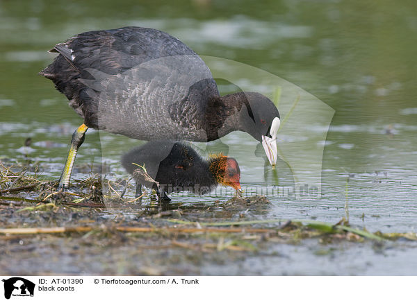 Blsshhner / black coots / AT-01390