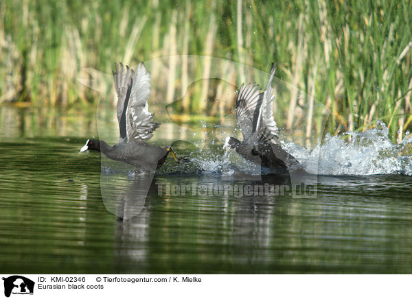 Blsshhner / Eurasian black coots / KMI-02346