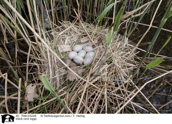 Blsshuhn Gelege / black coot eggs / THA-03226