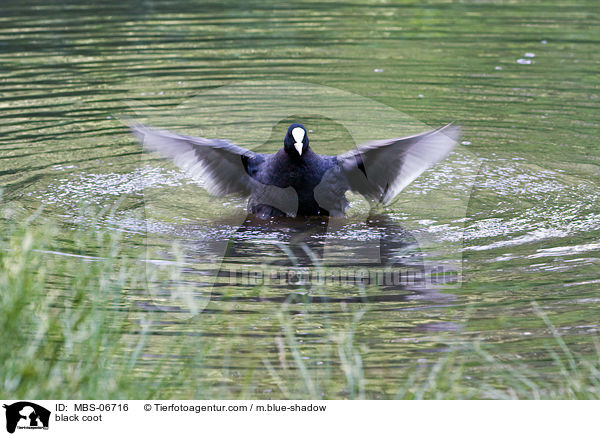 Blsshuhn / black coot / MBS-06716