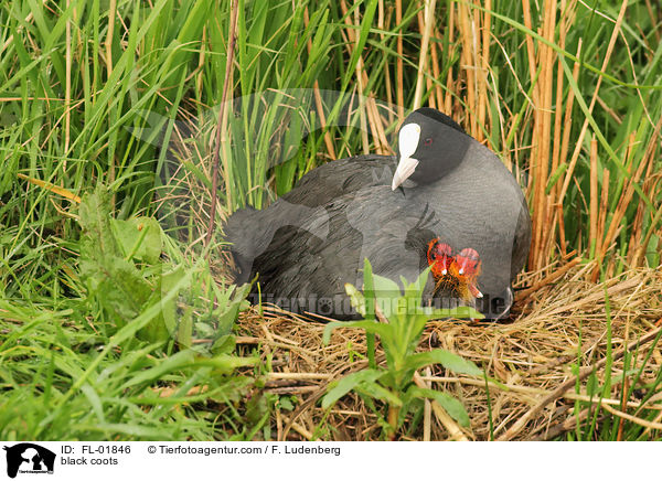 Blsshhner / black coots / FL-01846