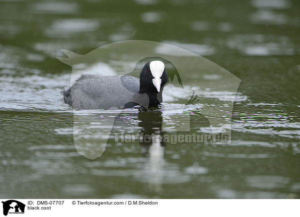 black coot / DMS-07707