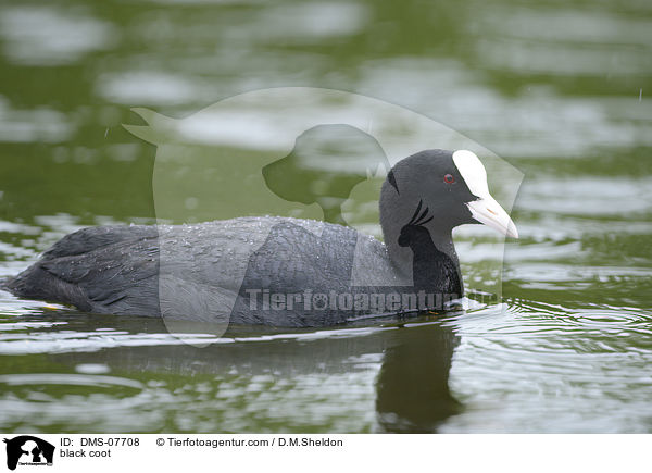 Blsshuhn / black coot / DMS-07708