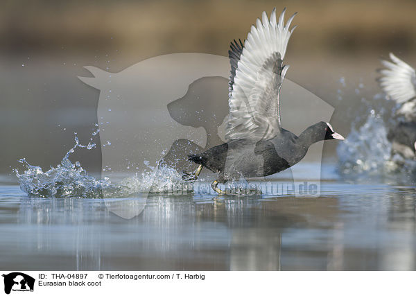 Eurasian black coot / THA-04897