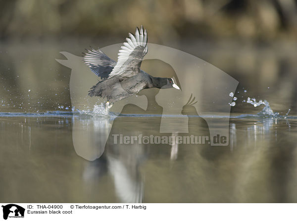 Eurasian black coot / THA-04900