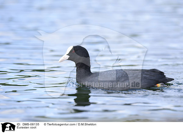 Eurasian coot / DMS-08135