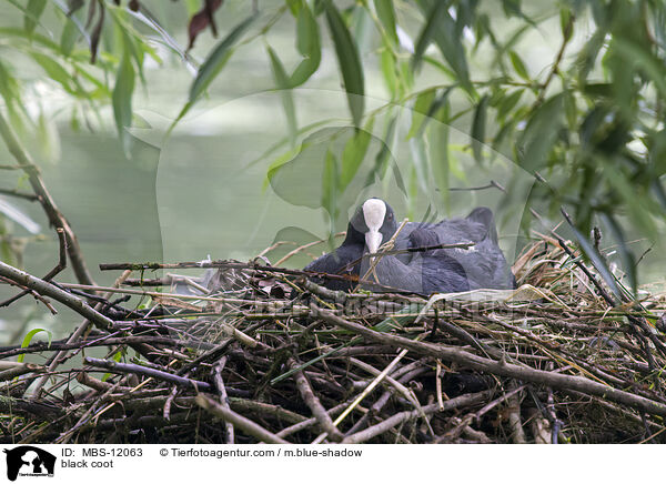 Blsshuhn / black coot / MBS-12063