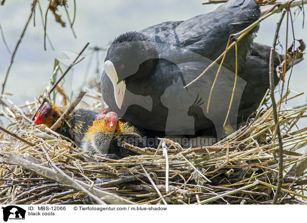 Blsshhner / black coots / MBS-12066