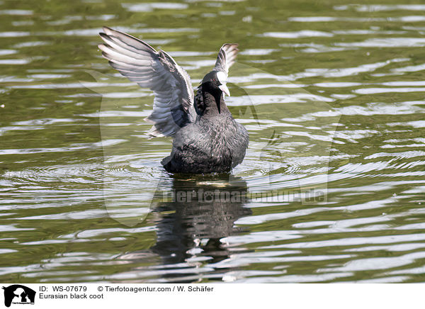 Blsshuhn / Eurasian black coot / WS-07679