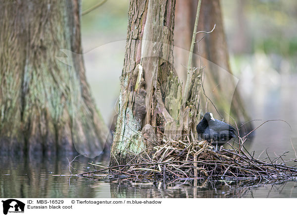 Blsshuhn / Eurasian black coot / MBS-16529