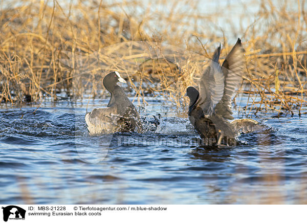 swimming Eurasian black coots / MBS-21228