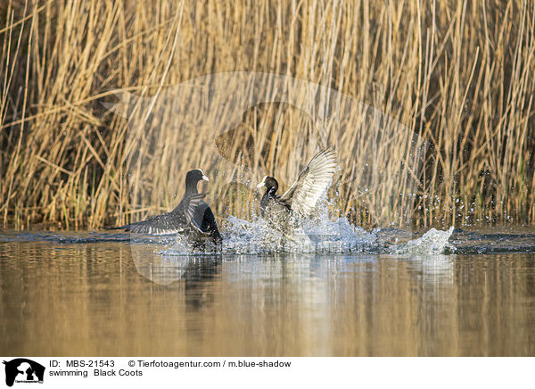 schwimmende Blsshhner / swimming  Black Coots / MBS-21543