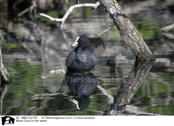 Blsshuhn im Wasser / Black Coot in the water / MBS-22745