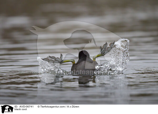 black coot / AVD-06741