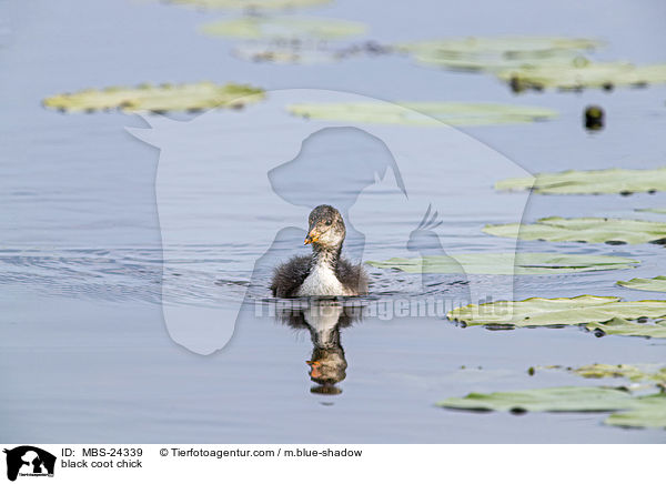 Blsshuhn Kken / black coot chick / MBS-24339