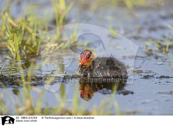 Blsshuhn Kken / black coot chick / MBS-24348