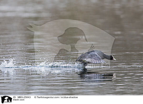 Blsshuhn / black coot / MBS-25643