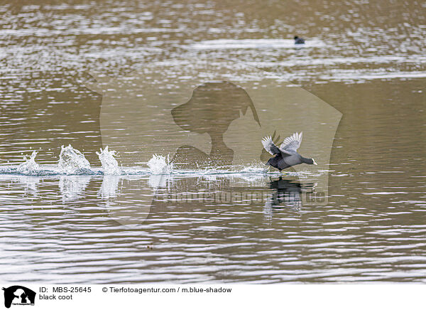 black coot / MBS-25645