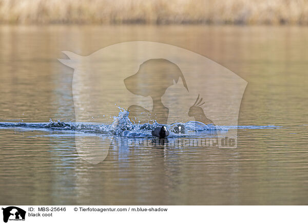 Blsshuhn / black coot / MBS-25646