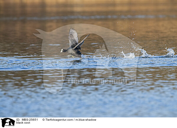 Blsshuhn / black coot / MBS-25651