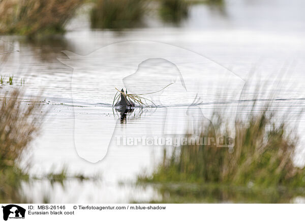 Blsshuhn / Eurasian black coot / MBS-26146