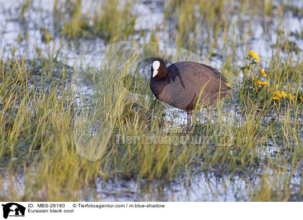 Blsshuhn / Eurasian black coot / MBS-26180