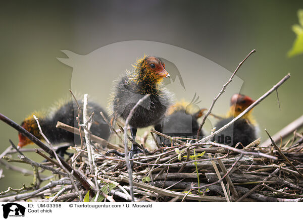 Blsshuhn Kken / Coot chick / UM-03398