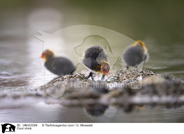 Blsshuhn Kken / Coot chick / UM-03399