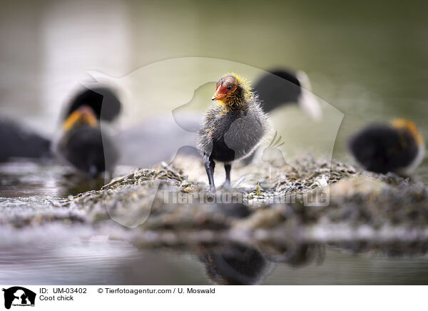 Blsshuhn Kken / Coot chick / UM-03402