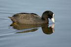 Eurasian coot