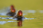 young black coot