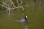 Eurasian black coot