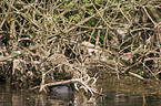 black coot