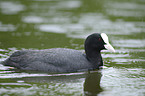 black coot