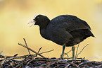 Eurasian black coot