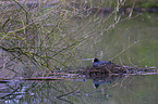 black coot