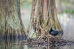 Eurasian black coot