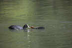 Eurasian black coots