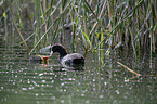 swimming Eurasian black coots